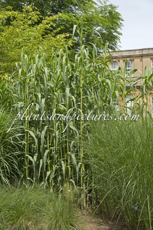 Arundo donax