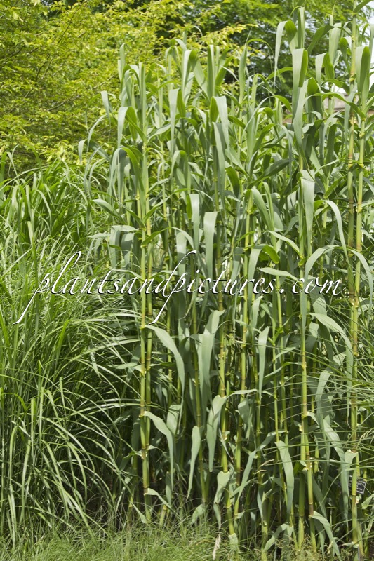 Arundo donax