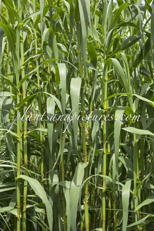 Arundo donax