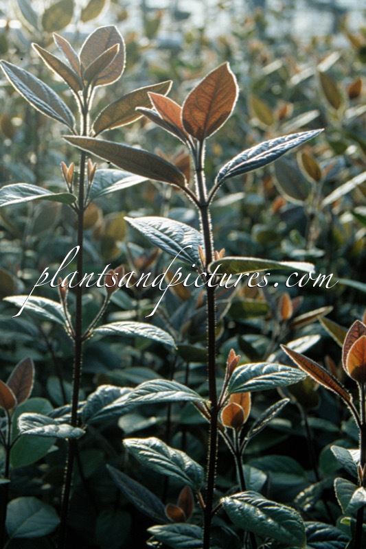 Viburnum tinus ‘Purpurea’