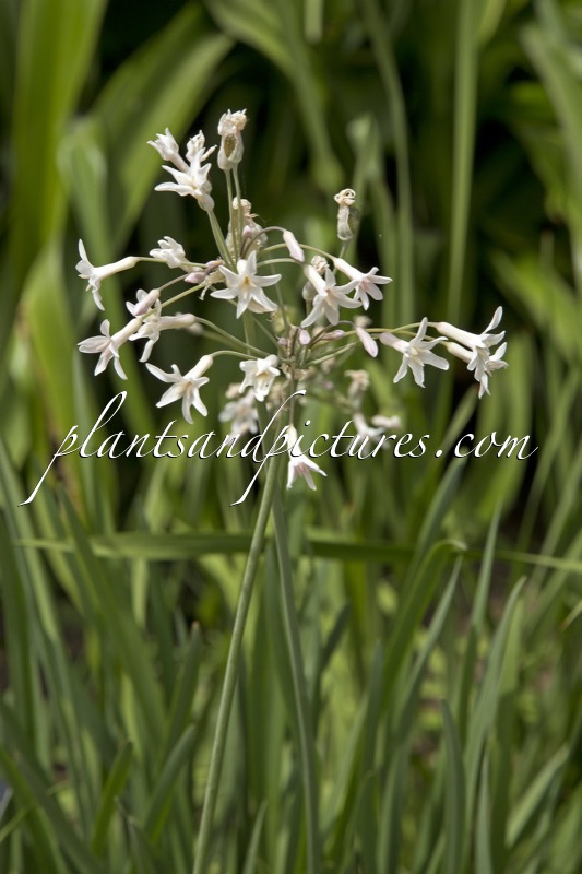 Tulbaghia verdoornia
