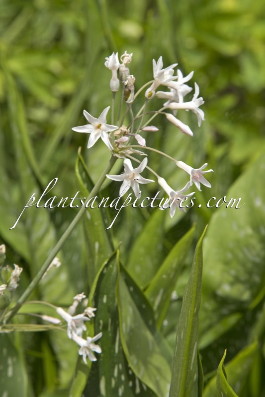 Tulbaghia verdoornia