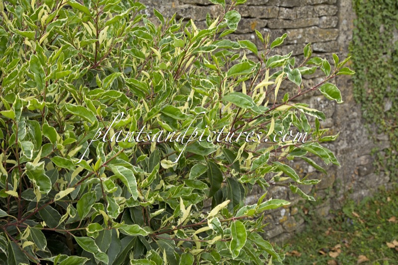 Prunus lusitanica ‘Variegata’