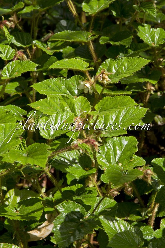 Rubus tricolor