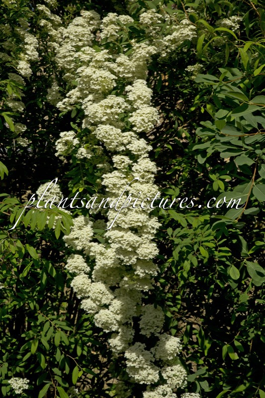 Spiraea veitchii