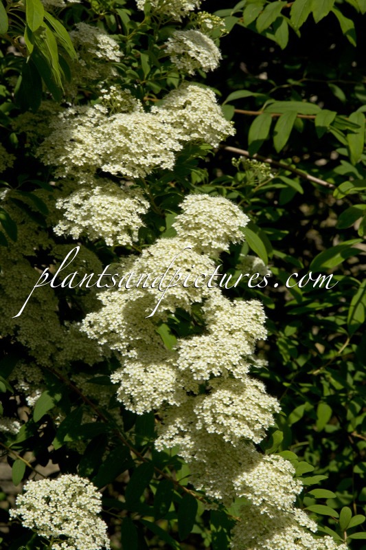 Spiraea veitchii
