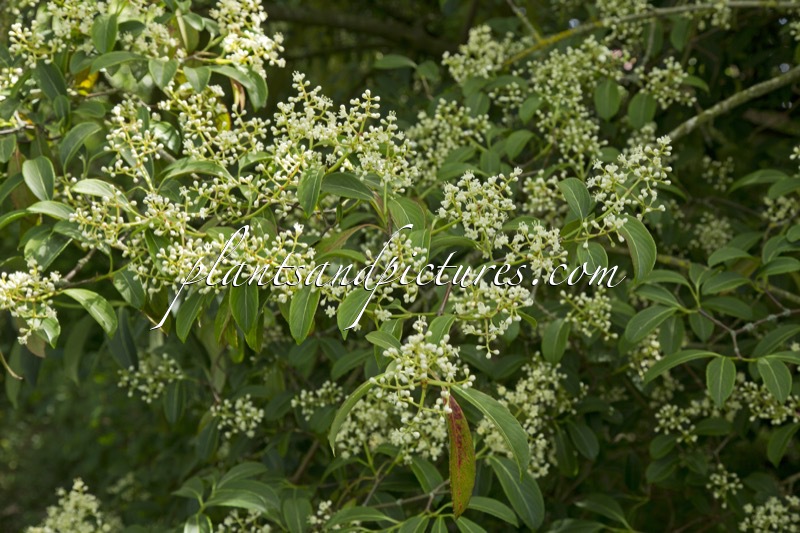 Viburnum henryi