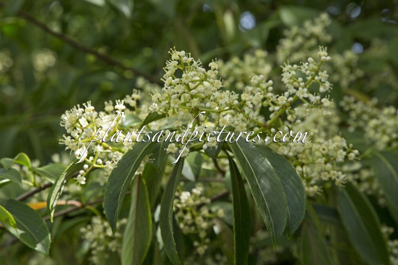 Viburnum henryi