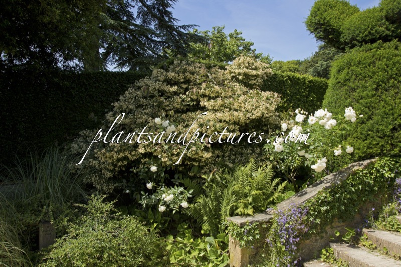 Viburnum hillieri ‘Winton’