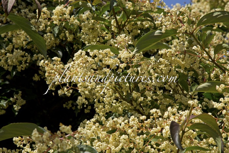 Viburnum hillieri ‘Winton’