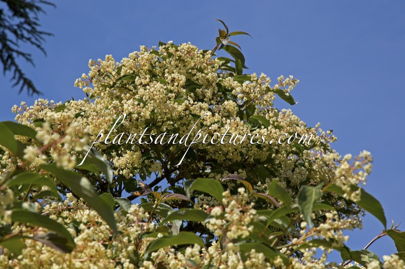 Viburnum hillieri ‘Winton’