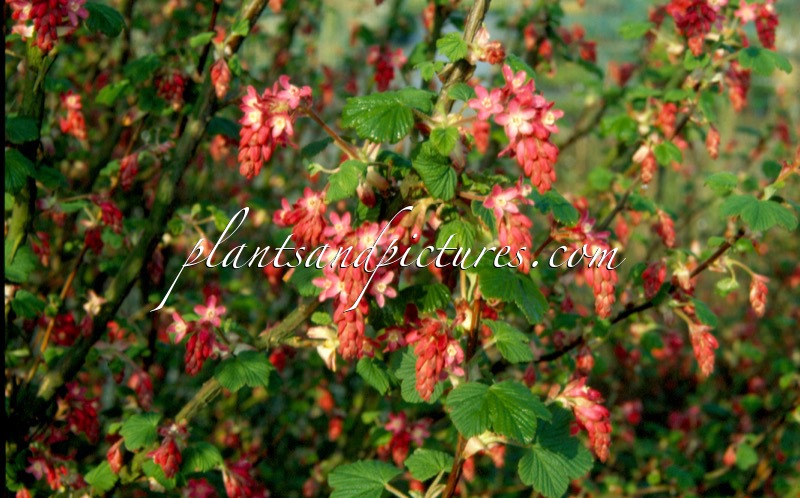 Ribes sanguineum ‘Atrorubens Select’