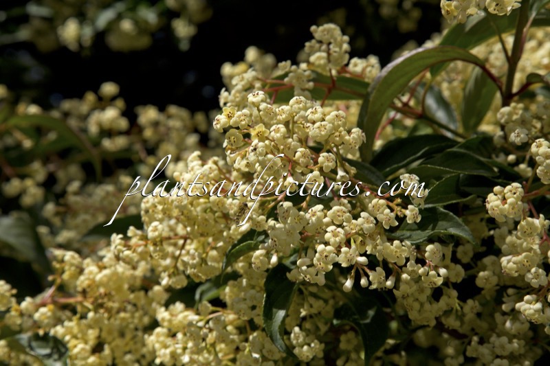 Viburnum hillieri ‘Winton’