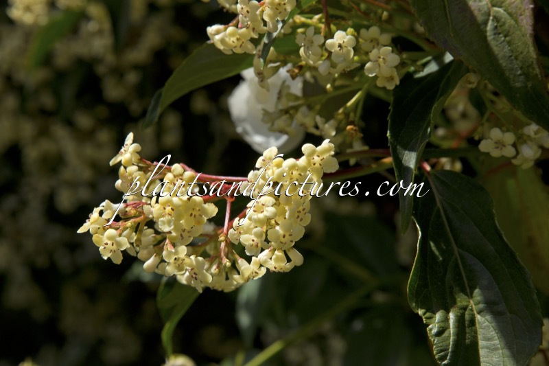 Viburnum hillieri ‘Winton’
