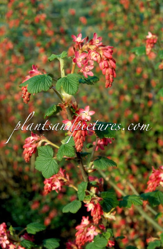Ribes sanguineum ‘Atrorubens Select’