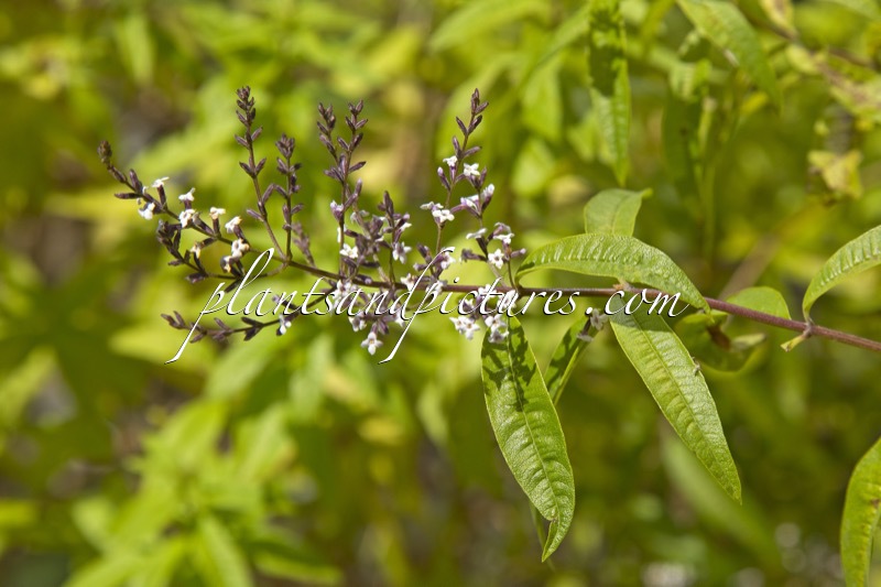 Aloysia triphylla