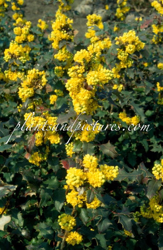 Mahonia wagneri ‘Pinnacle’