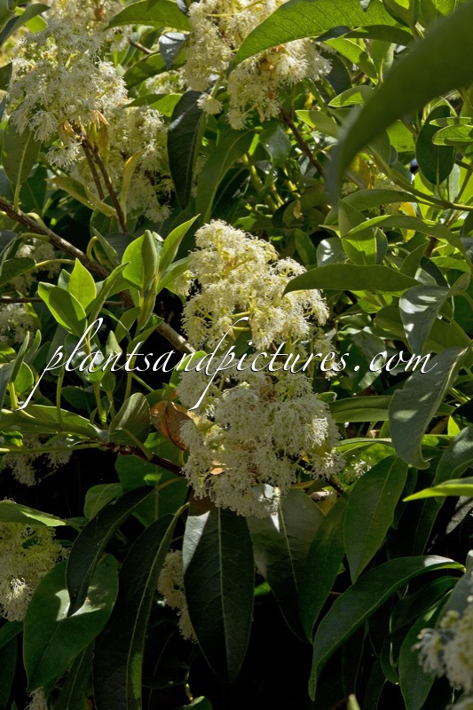 Pileostegia viburnoides