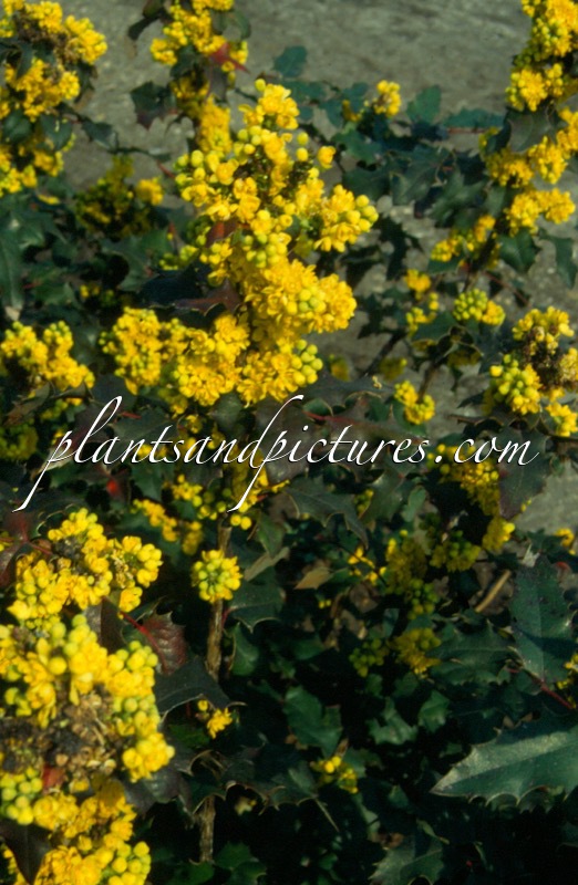 Mahonia wagneri ‘Pinnacle’