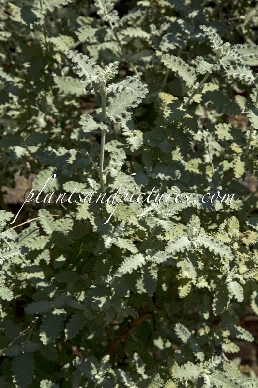Buddleja glomerata ‘Silver Service’
