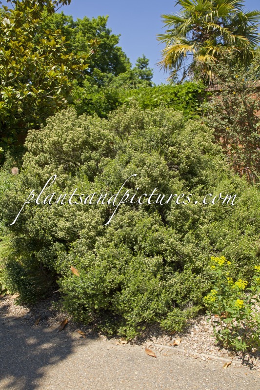 Baccharis patagonica