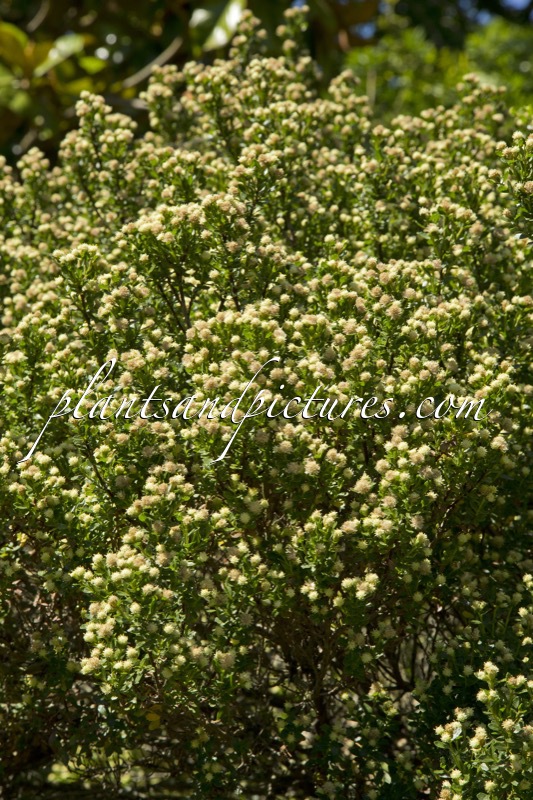 Baccharis patagonica