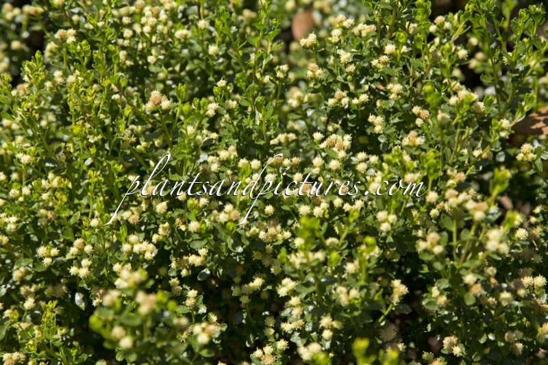 Baccharis patagonica