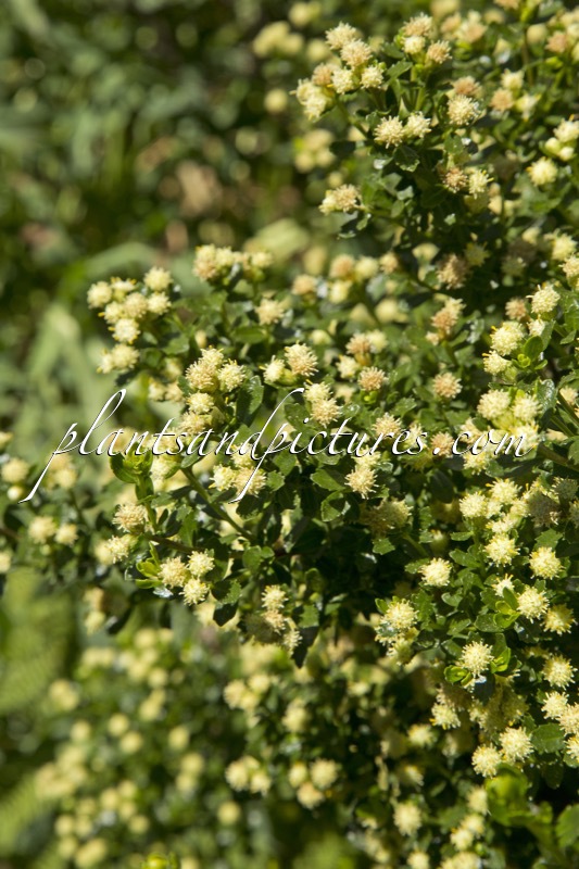 Baccharis patagonica