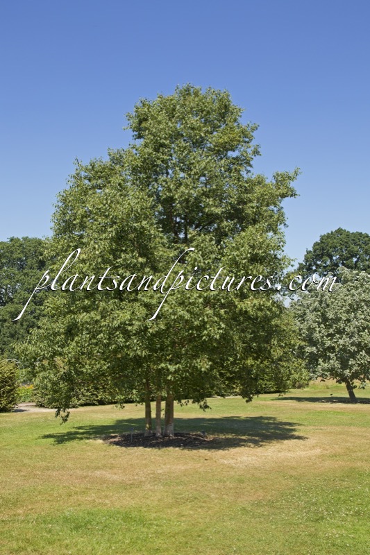 Betula albosinensis