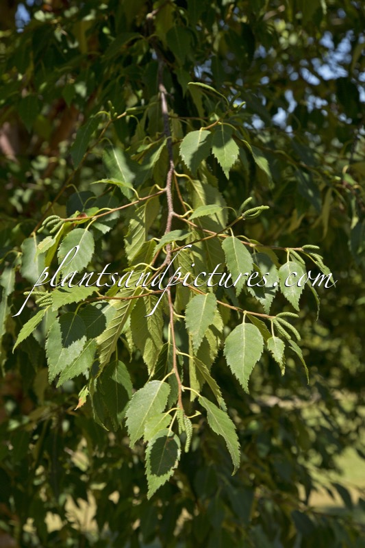 Betula albosinensis