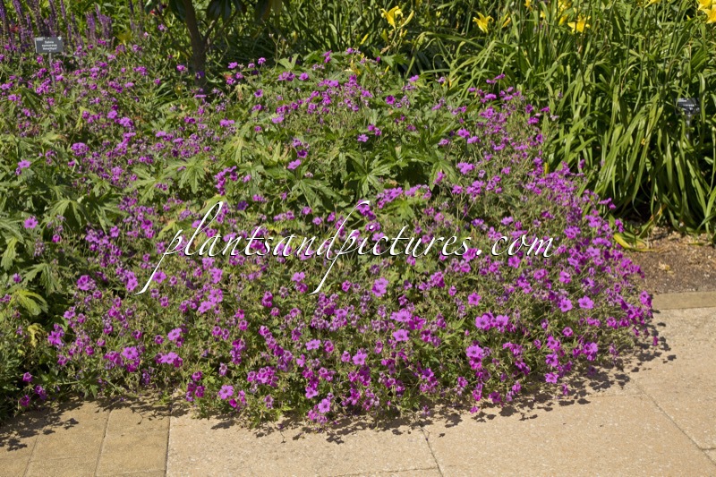 Geranium ‘Patricia’