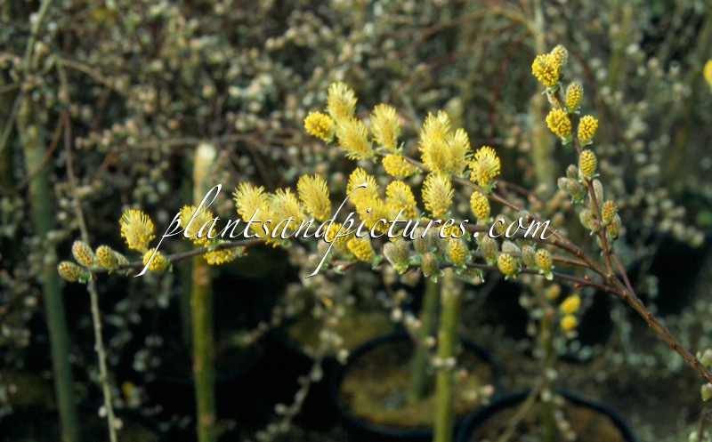 Salix repens ‘Armando’
