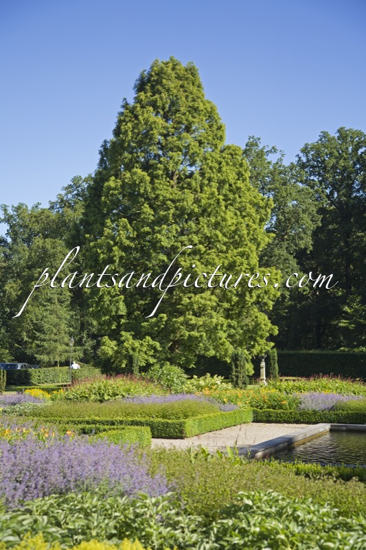 Metasequoia glyptostroboides