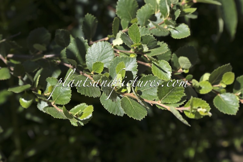 Betula pumila