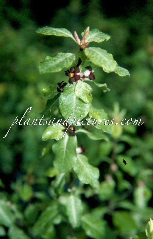 Pittosporum tenuifolium ‘Irene Paterson’