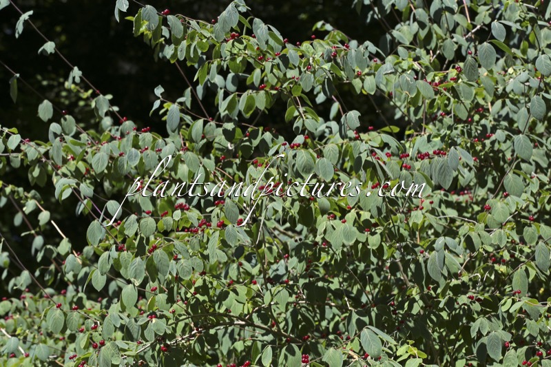 Lonicera nigra