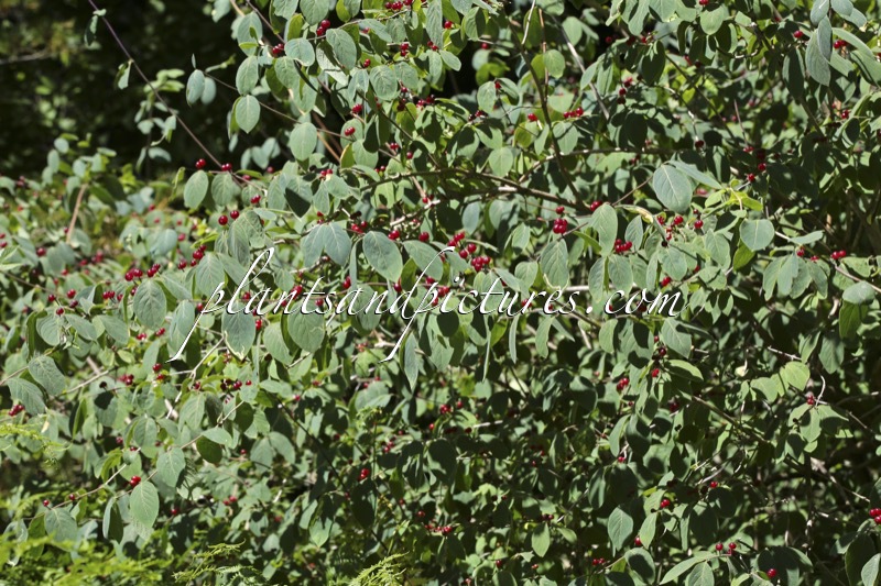 Lonicera nigra