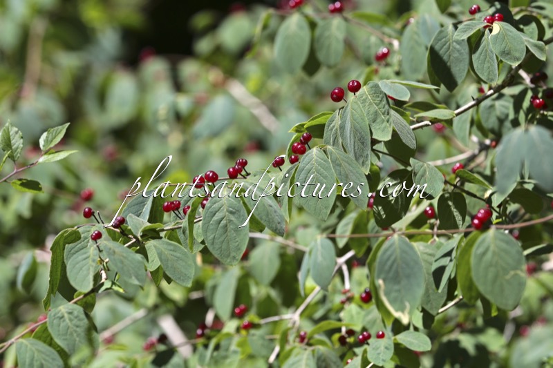 Lonicera nigra