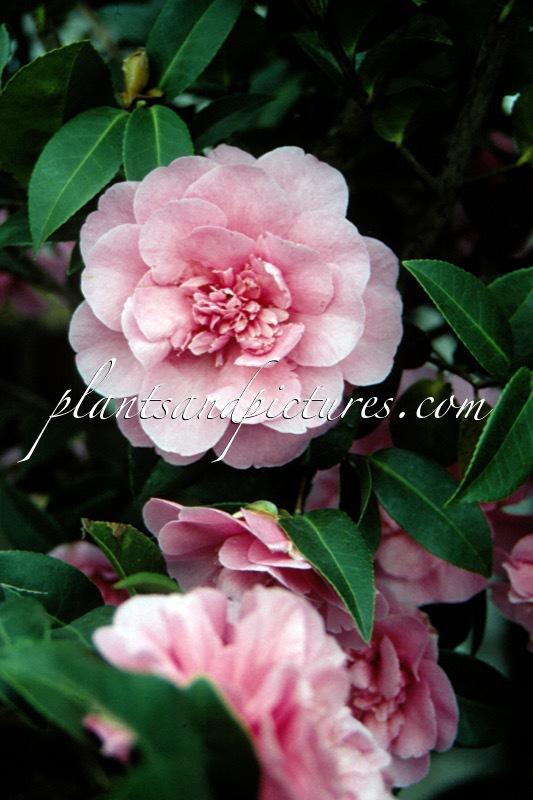 Camellia japonica ‘Preston Rose’