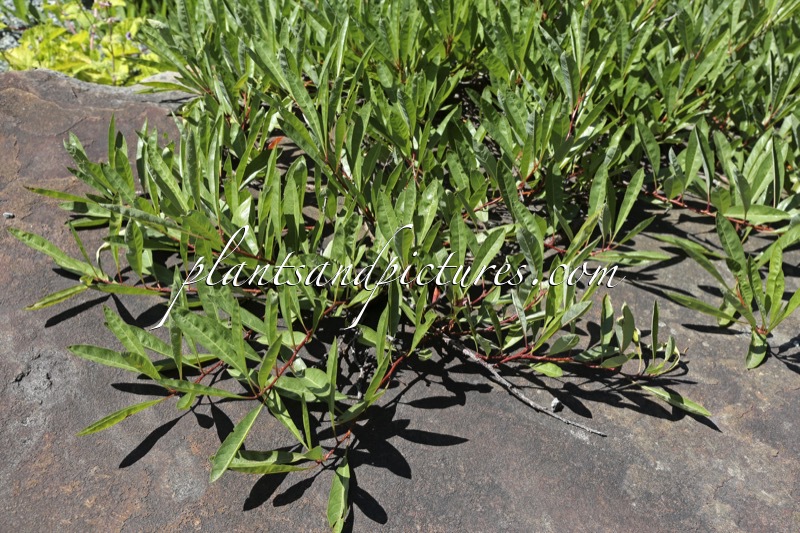 Prunus pumila var. depressa