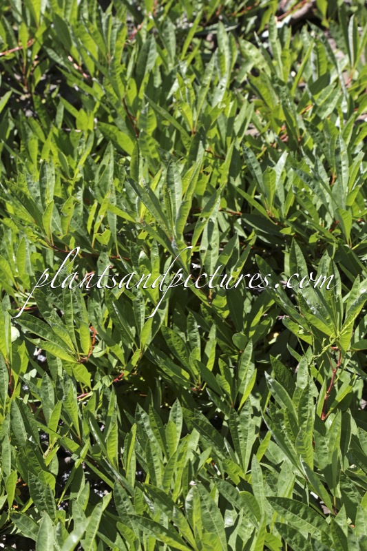 Prunus pumila var. depressa