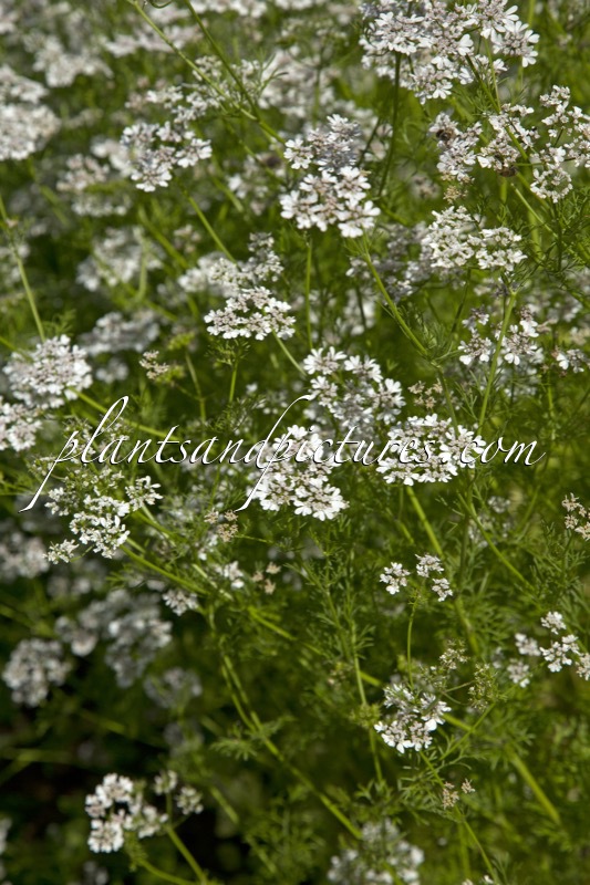 Coriandrum sativum
