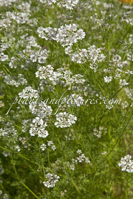 Coriandrum sativum