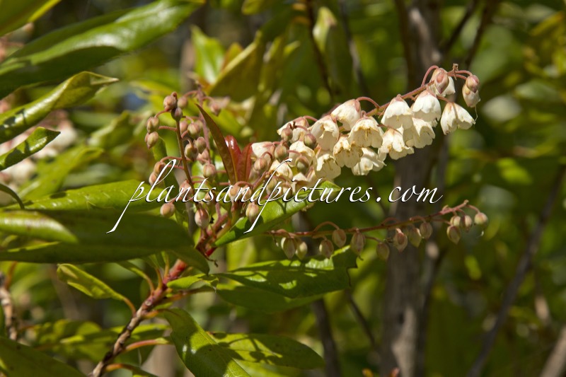 Arbutus andrachne
