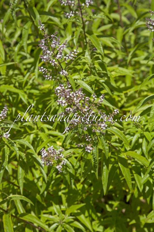 Aloysia triphylla