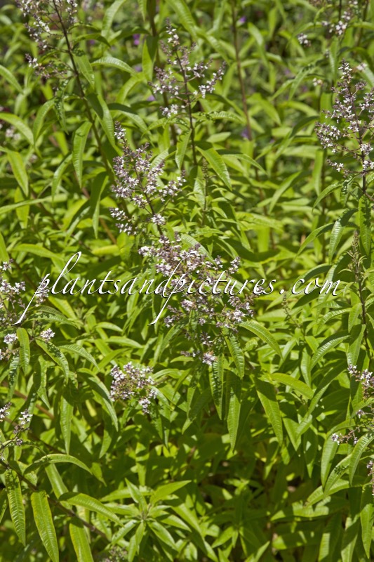 Aloysia triphylla
