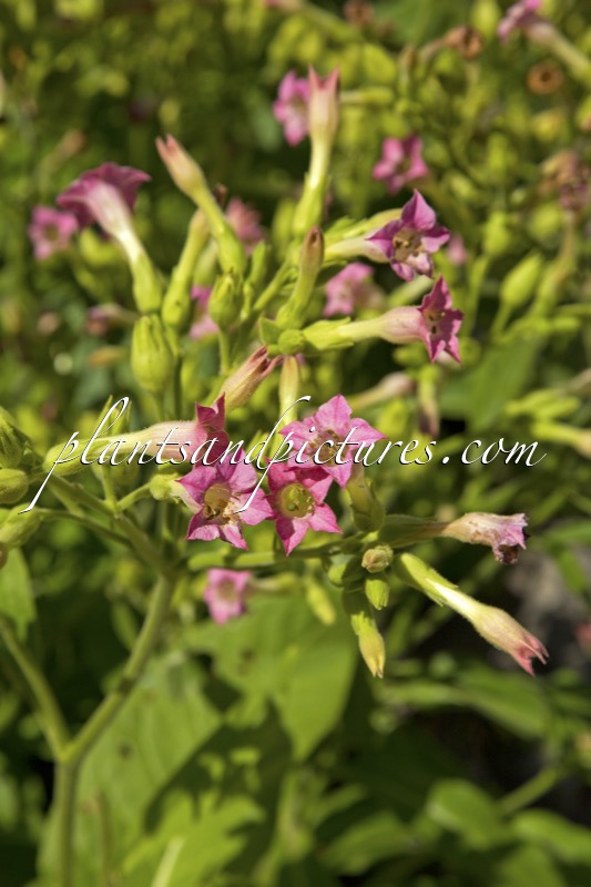 Nicotiana tabacum