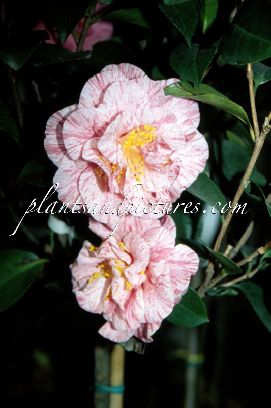 Camellia japonica ‘Lavinia Maggi’