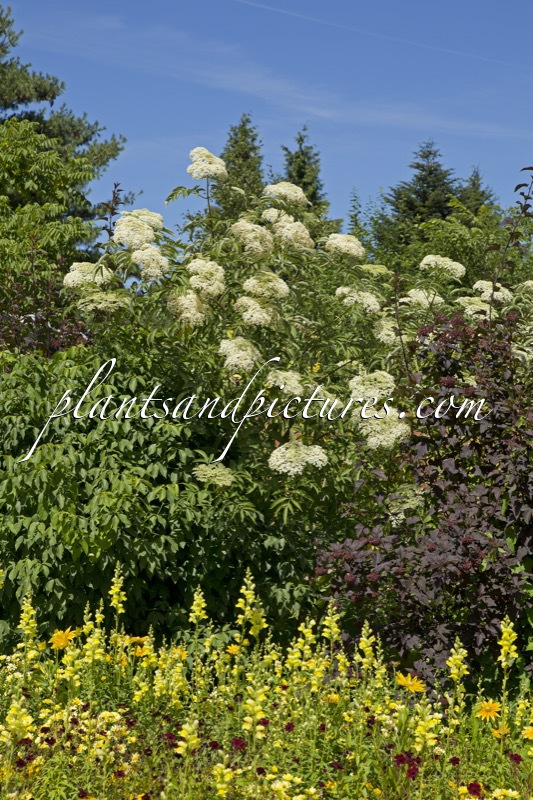 Sambucus canadensis ‘Maxima’