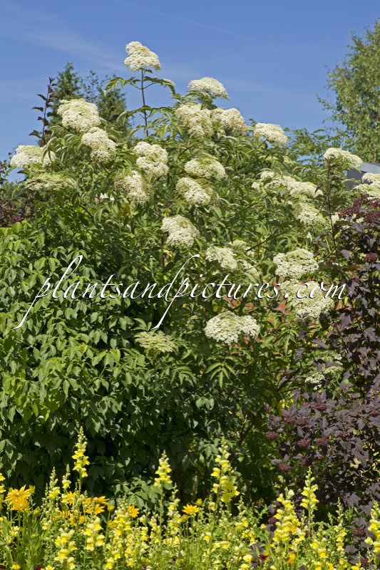 Sambucus canadensis ‘Maxima’